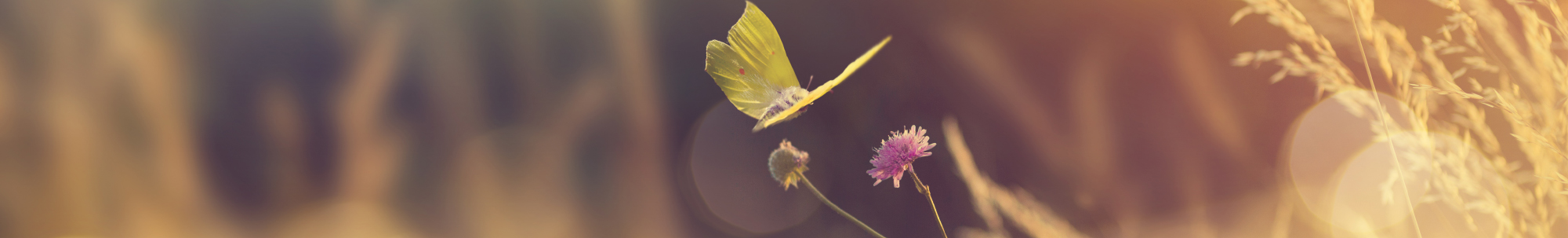 butterfly in field