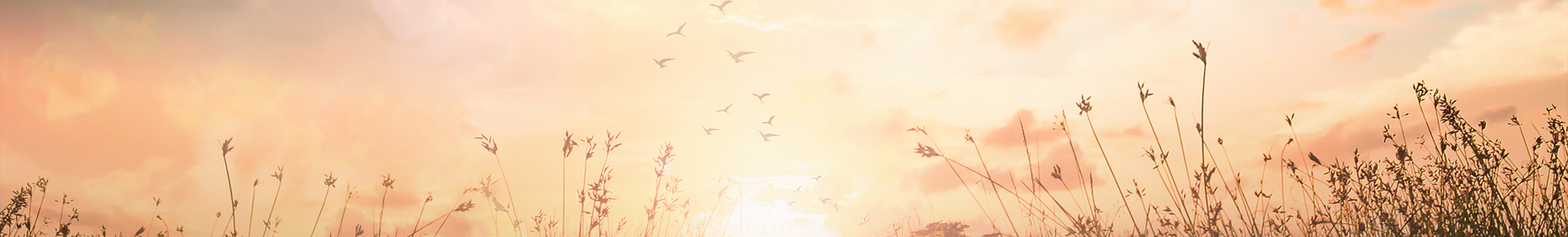 silhouette birds in the sky