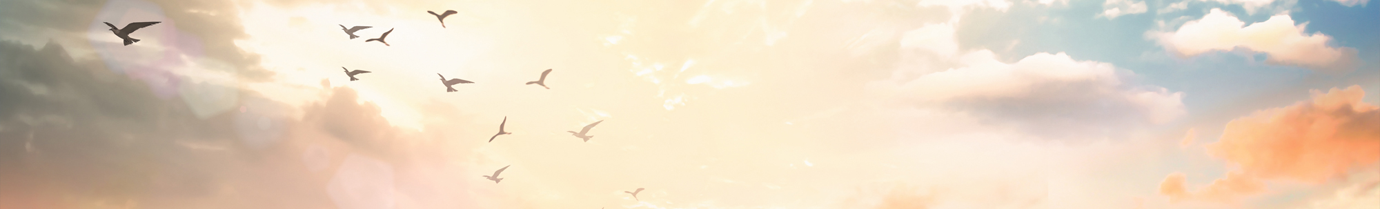 silhouette birds in the sky