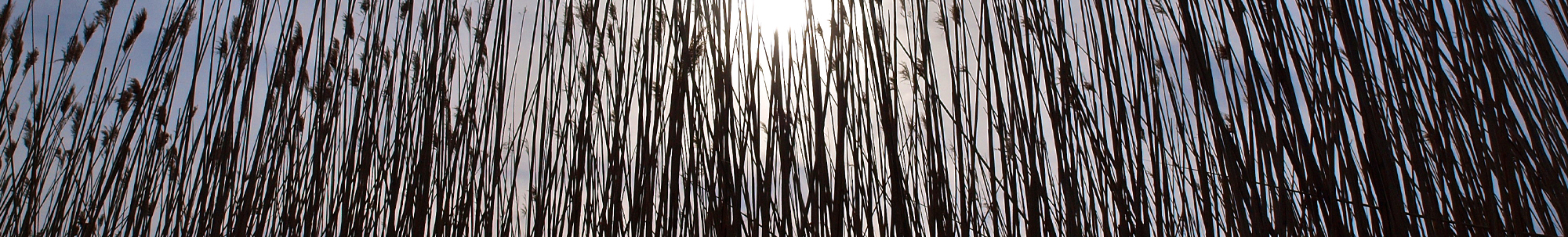 grass stalks in silhouette
