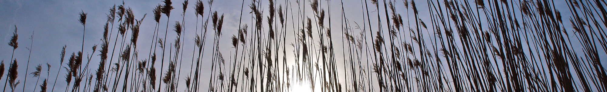 grass stalks in silhouette