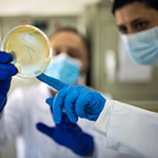 Two microbiologists with protective face masks looking at Petri dish in laboratory