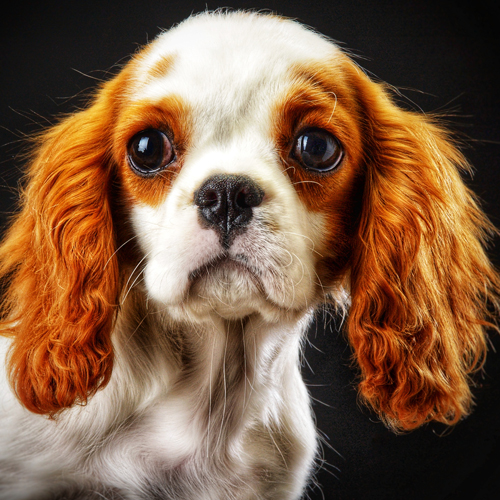 Cavalier King Charles Spaniel