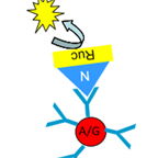 antibodies in blood and body fluid measurements