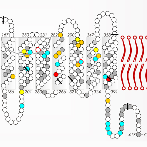 weak D protein cover