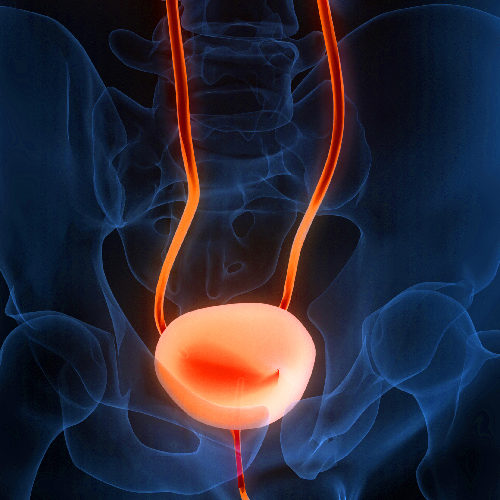 bladder image