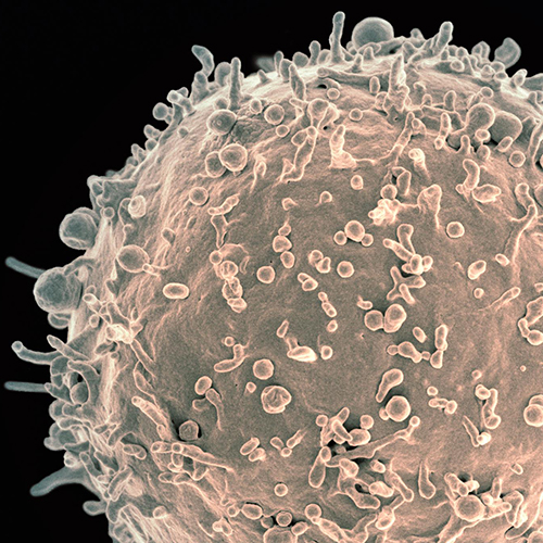 microscopic photo of a cell