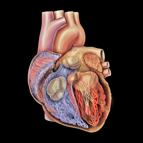 illustration of a heart