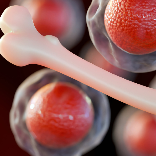 cells and bone