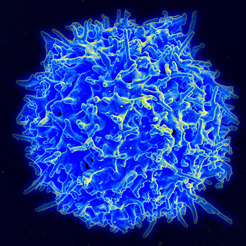 photo of a T-cell