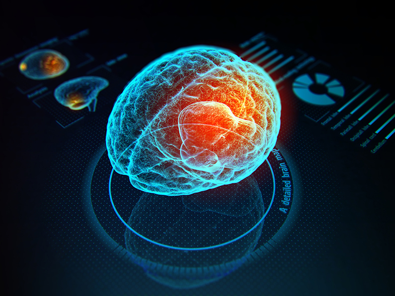 medical illustration of the human brain