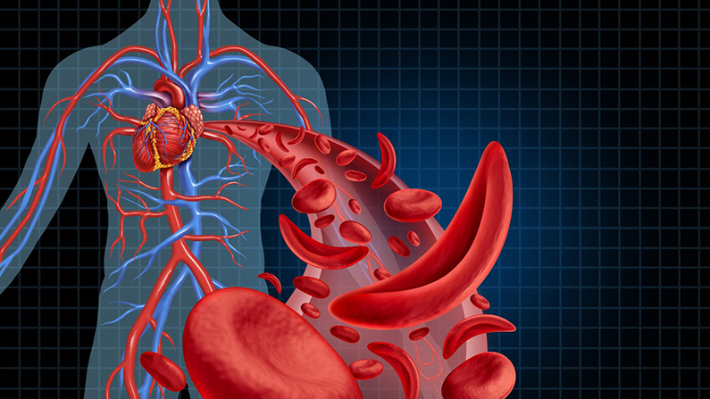 medical illustration of the human heart