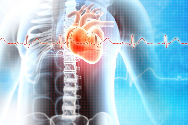 graphic scan of human torso highlighting the heart