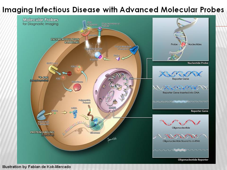 Illustration of a cell. See caption for more