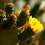 cactus plant