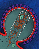 Schematic of HIV