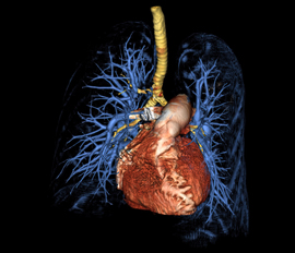 medical illustration of a human heart