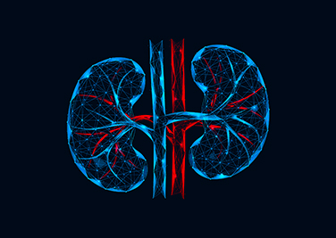 3D medical illustration depicting human kidneys and blood vessels, rendered in a polygonal, interconnected design