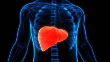 Medical illustration of a healthy human liver, highlighting its upper right abdominal position just beneath the diaphragm