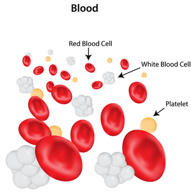 Medical illustration of Blood highlighting Red Blood Cell, White Blood Cell, and Platelet
