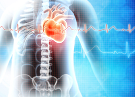 medical illustration of a human heart