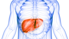 medical illustration of a human liver