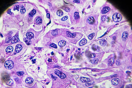 close-up of cells