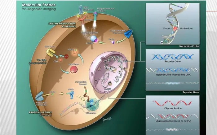 Illustration of a cell highlighting the process of imaging infectious disease with advanced molecular probes, showing various molecular interactions and structures.