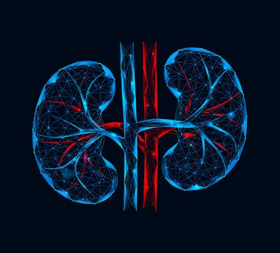 3D medical illustration depicting human kidneys and blood vessels, rendered in a polygonal, interconnected design